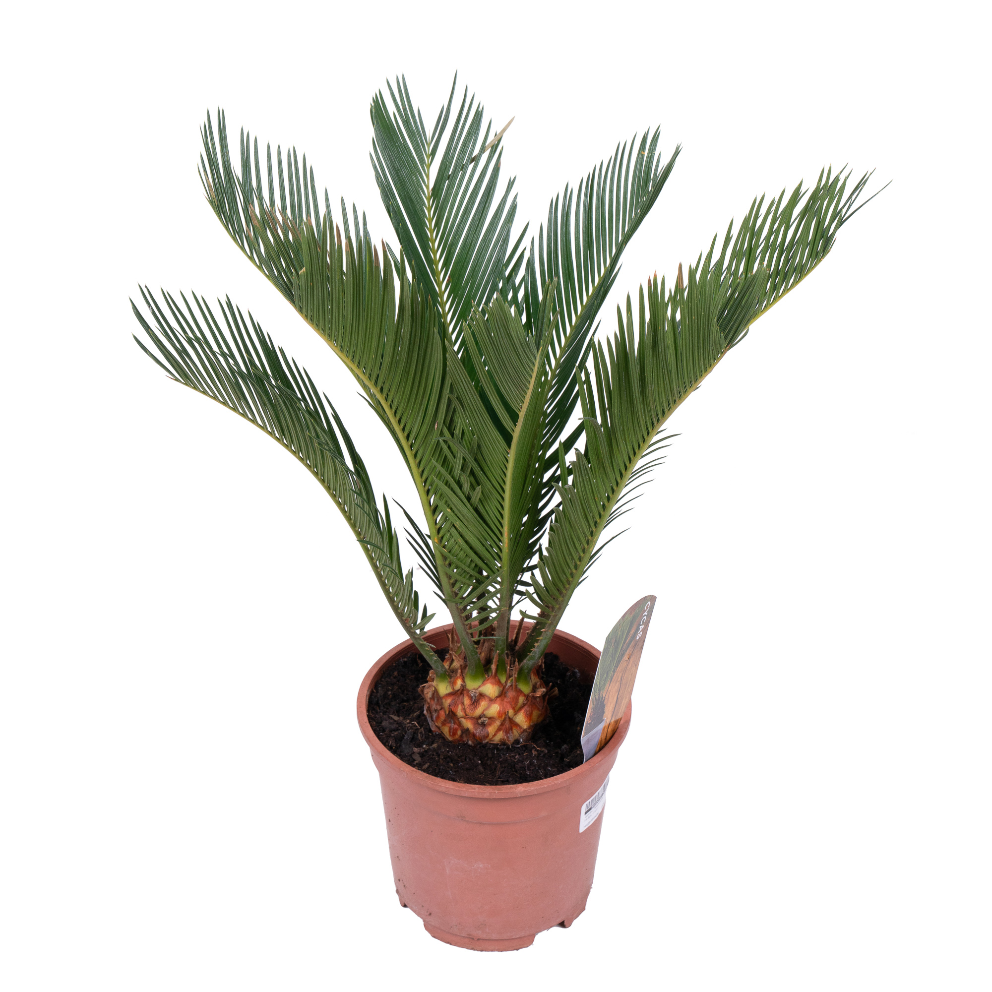 Цикас Революта