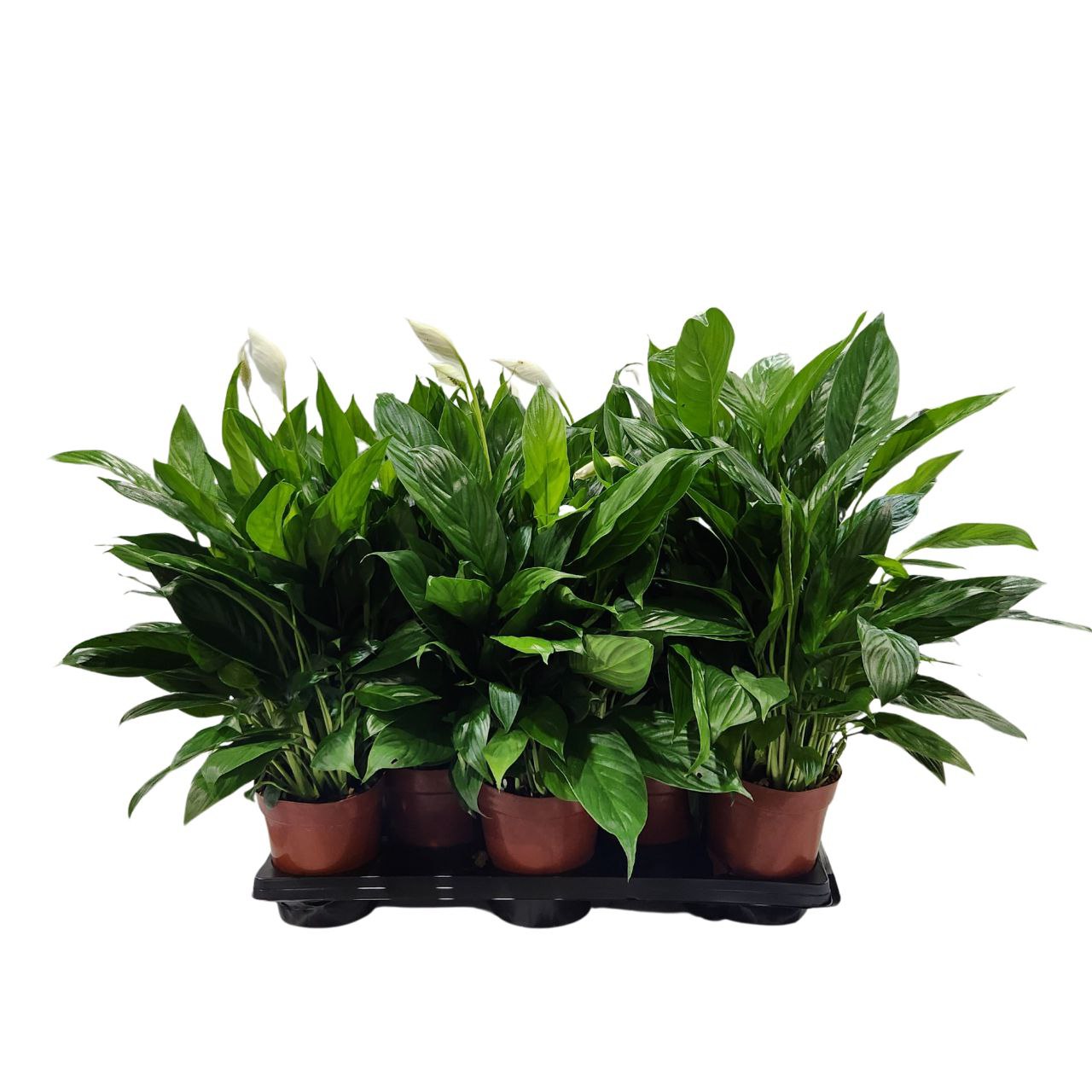 Спатифиллум Микс