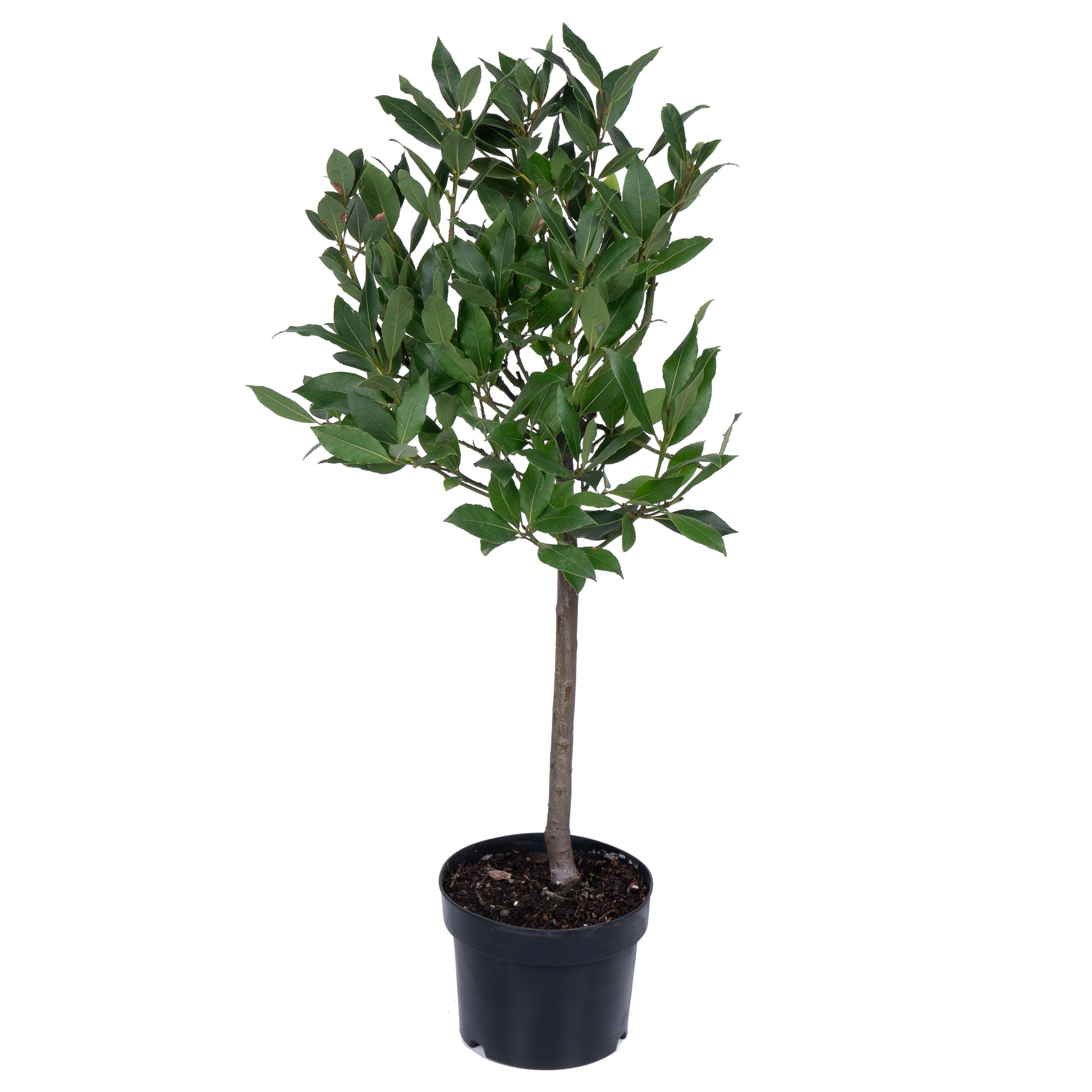 Лавр нобилис штамбовый