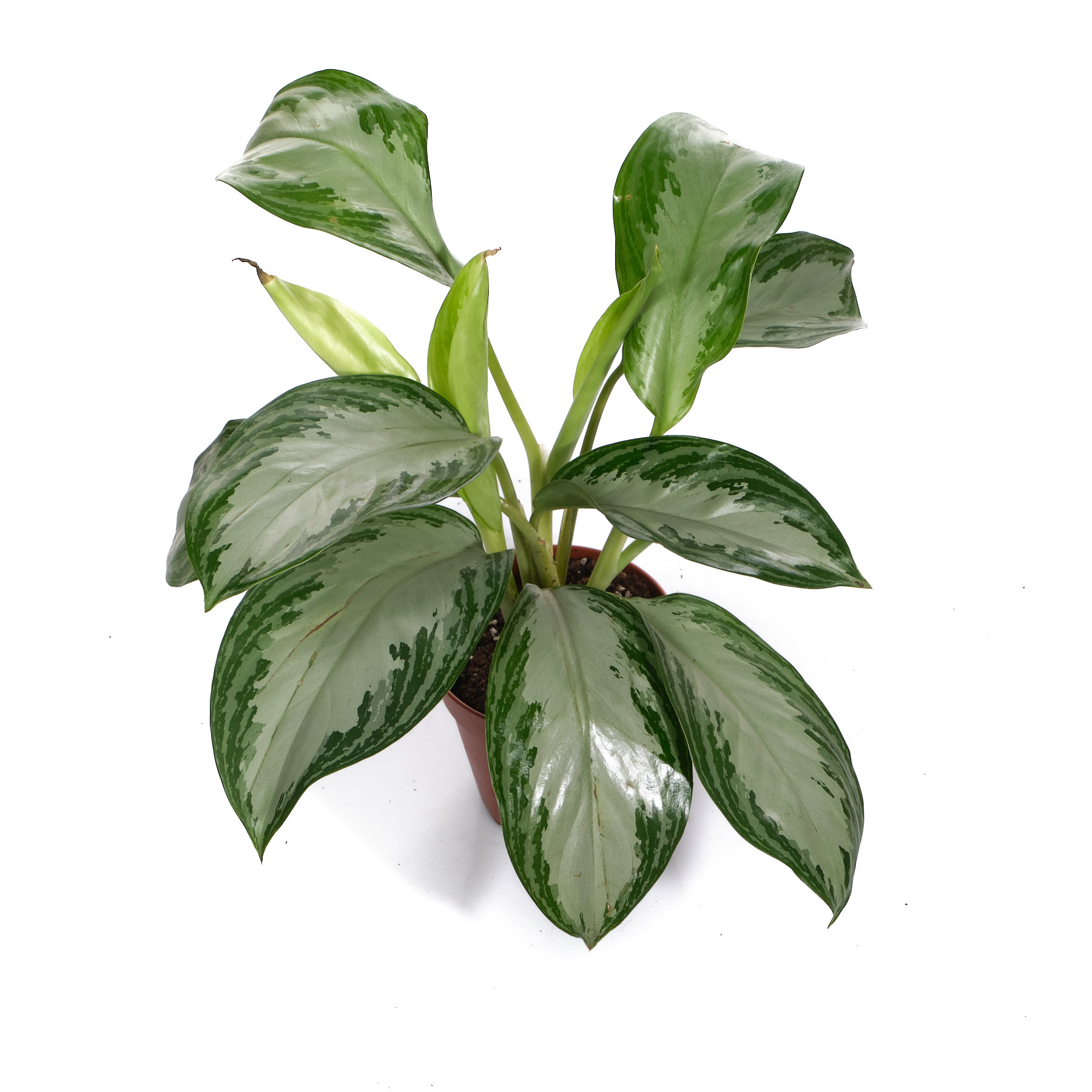 Аглаонема Сильвер Бэй