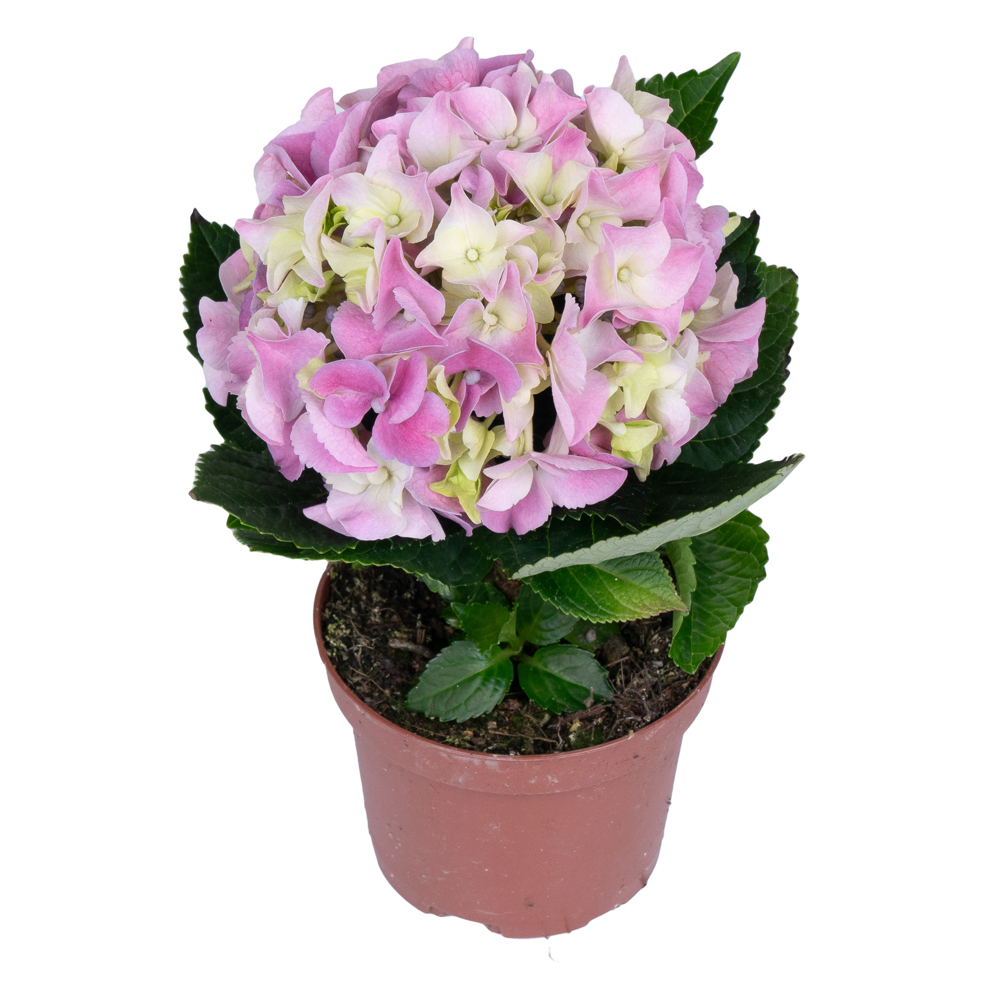 Гортензия розовая