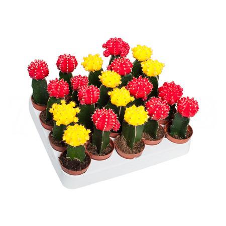 Гимнокалициум Микс