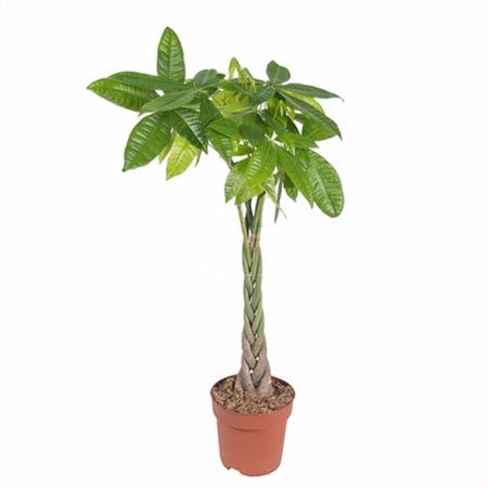 Пахира Акватика