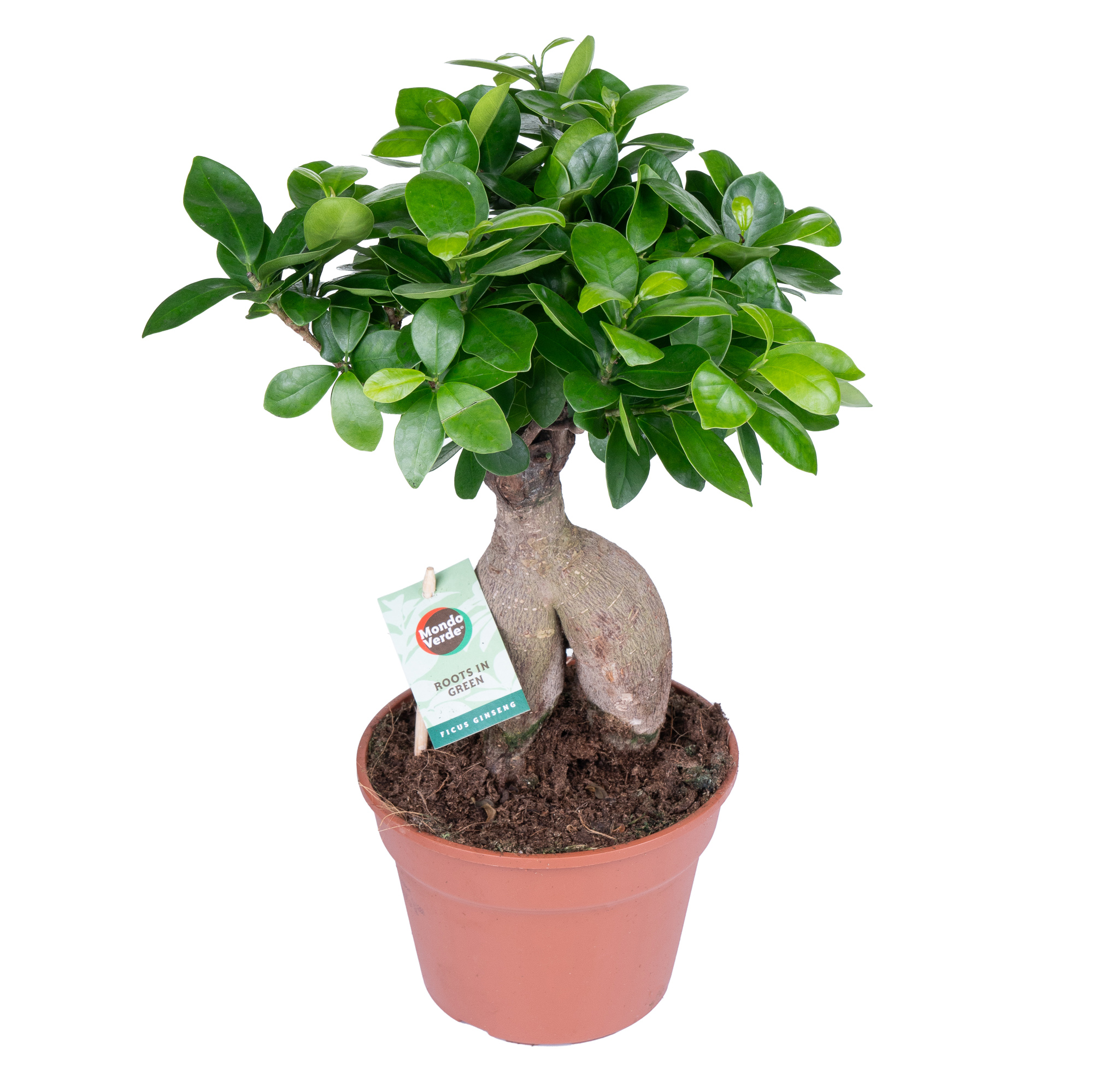 Фикус микрокарпа Гинсенг