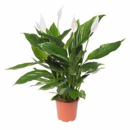 Спатифиллум Свит Чико