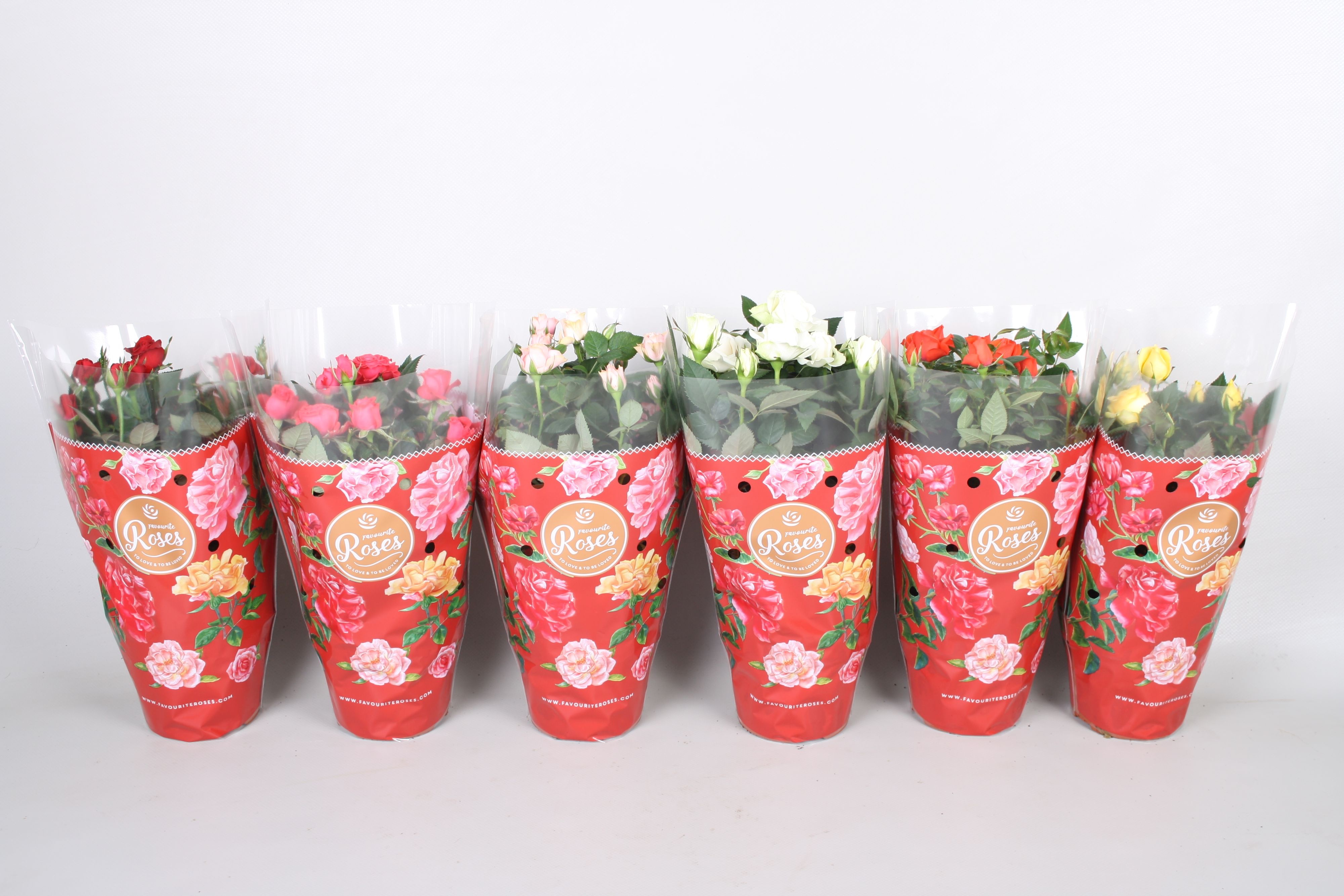 Роза Фаворит микс