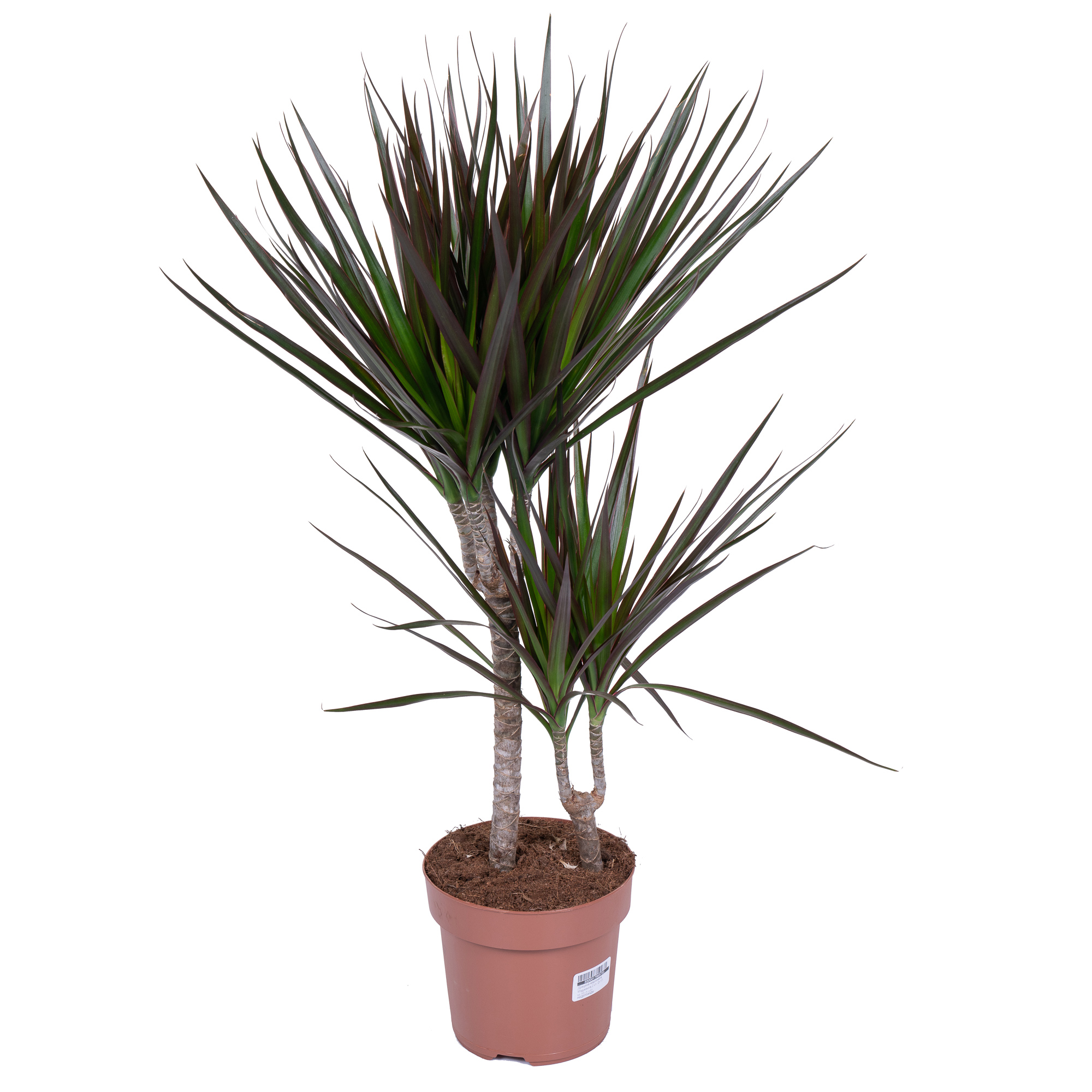 Драцена маргината Маджента 2 ст