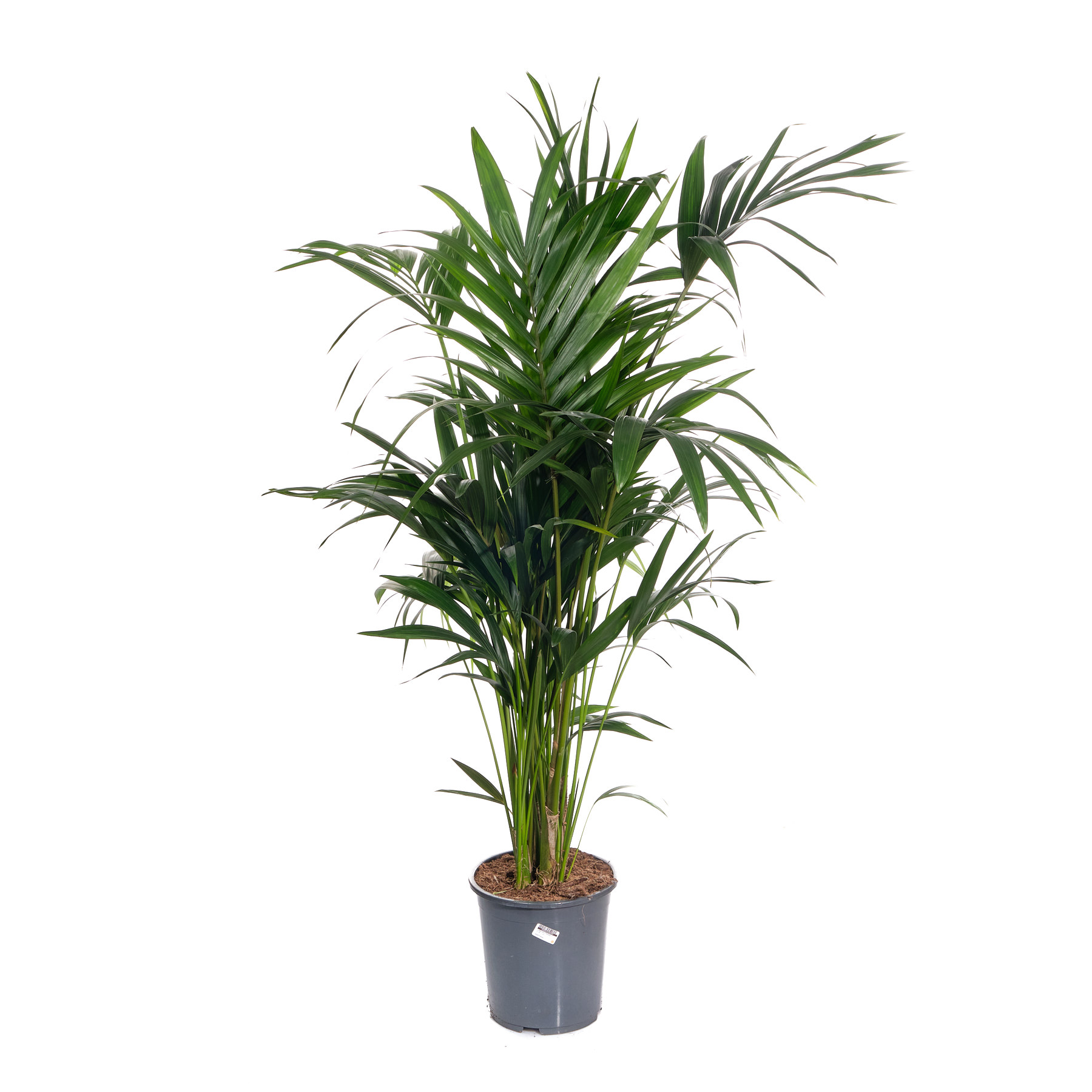 Ховея Форстериана