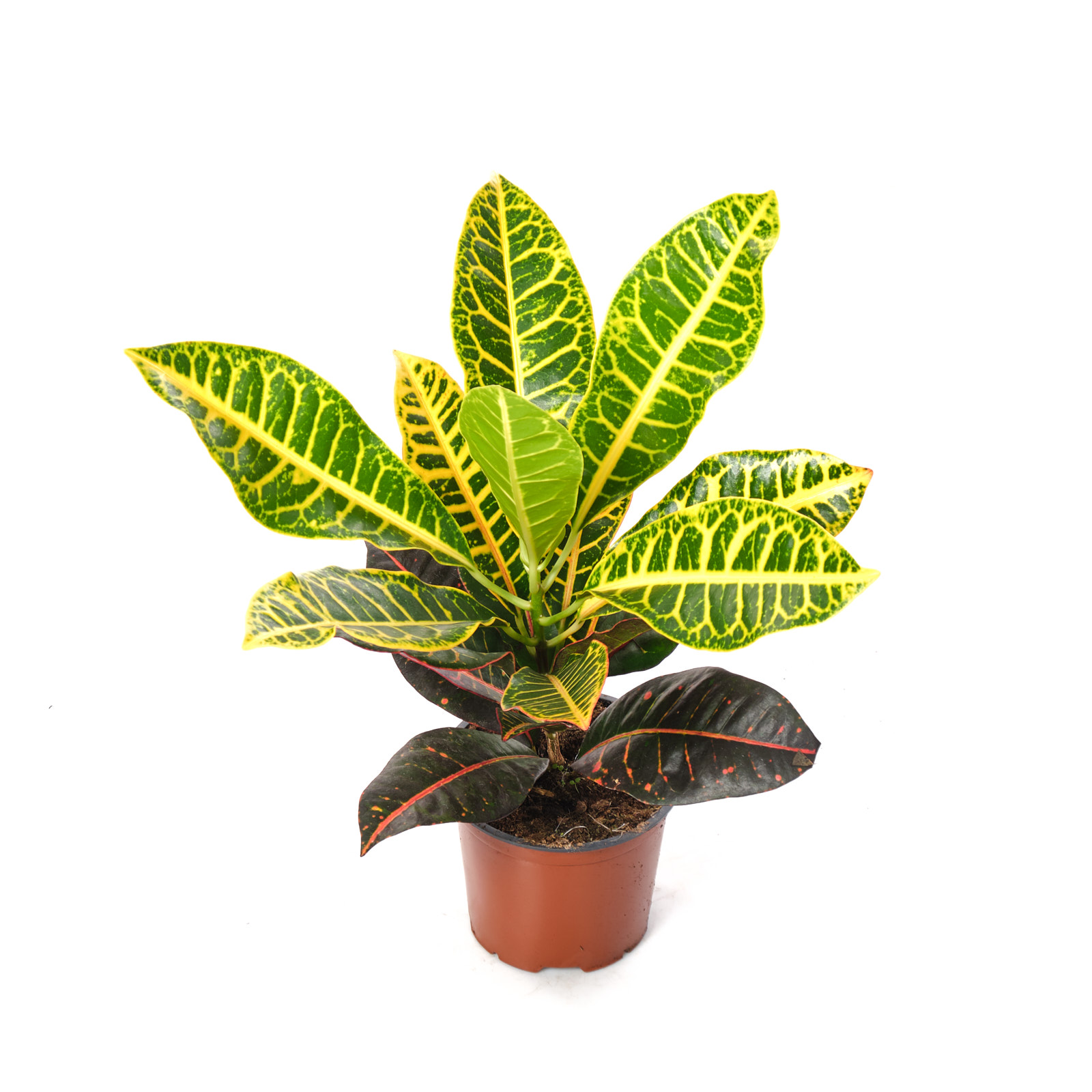 Кодиеум Петра