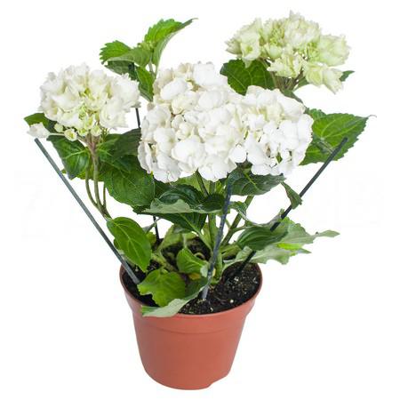 Гортензия белая