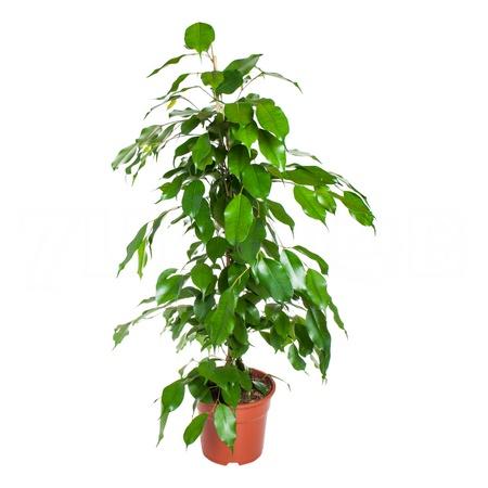 Фикус бенжамина Даниэль