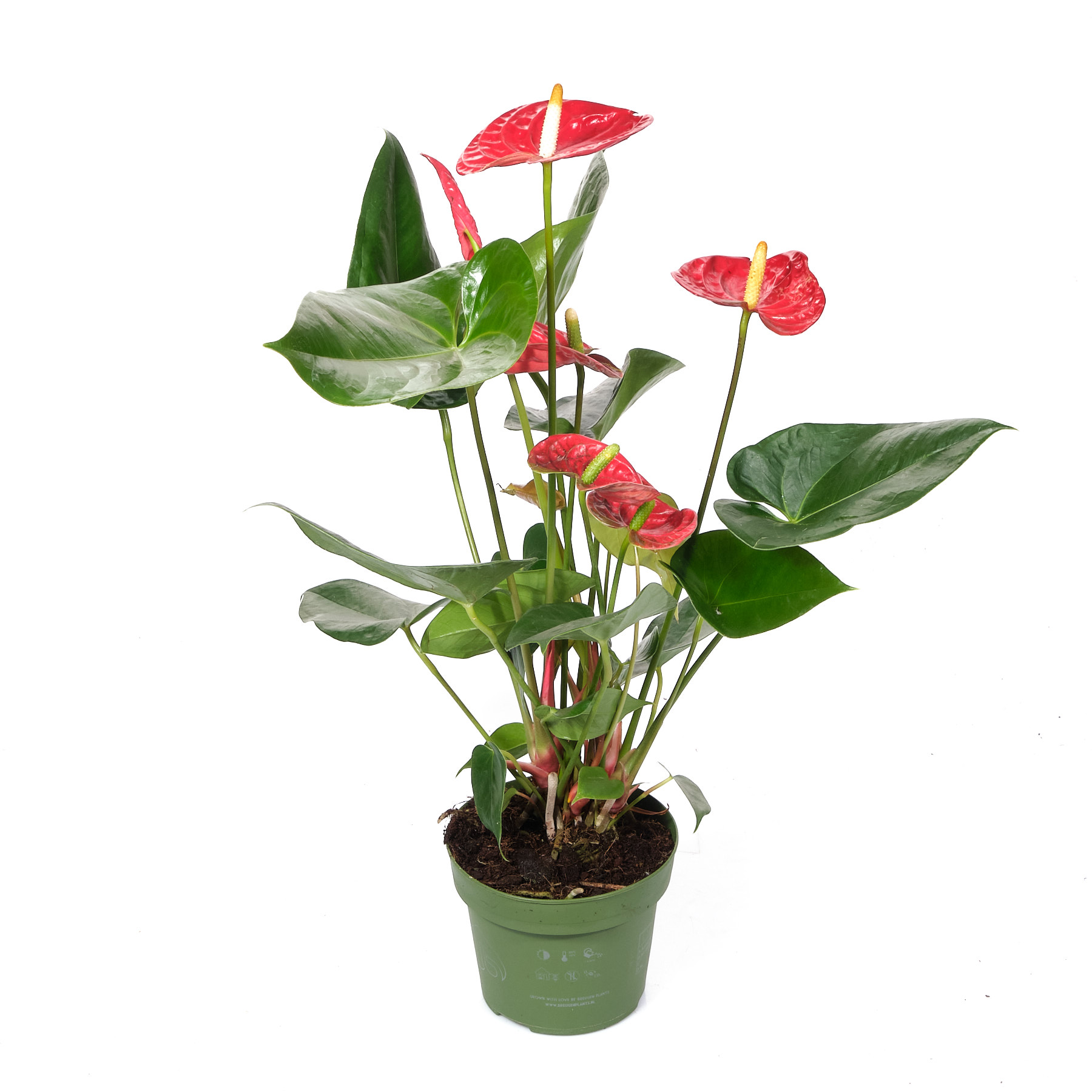 Антуриум андрианум Мадурал