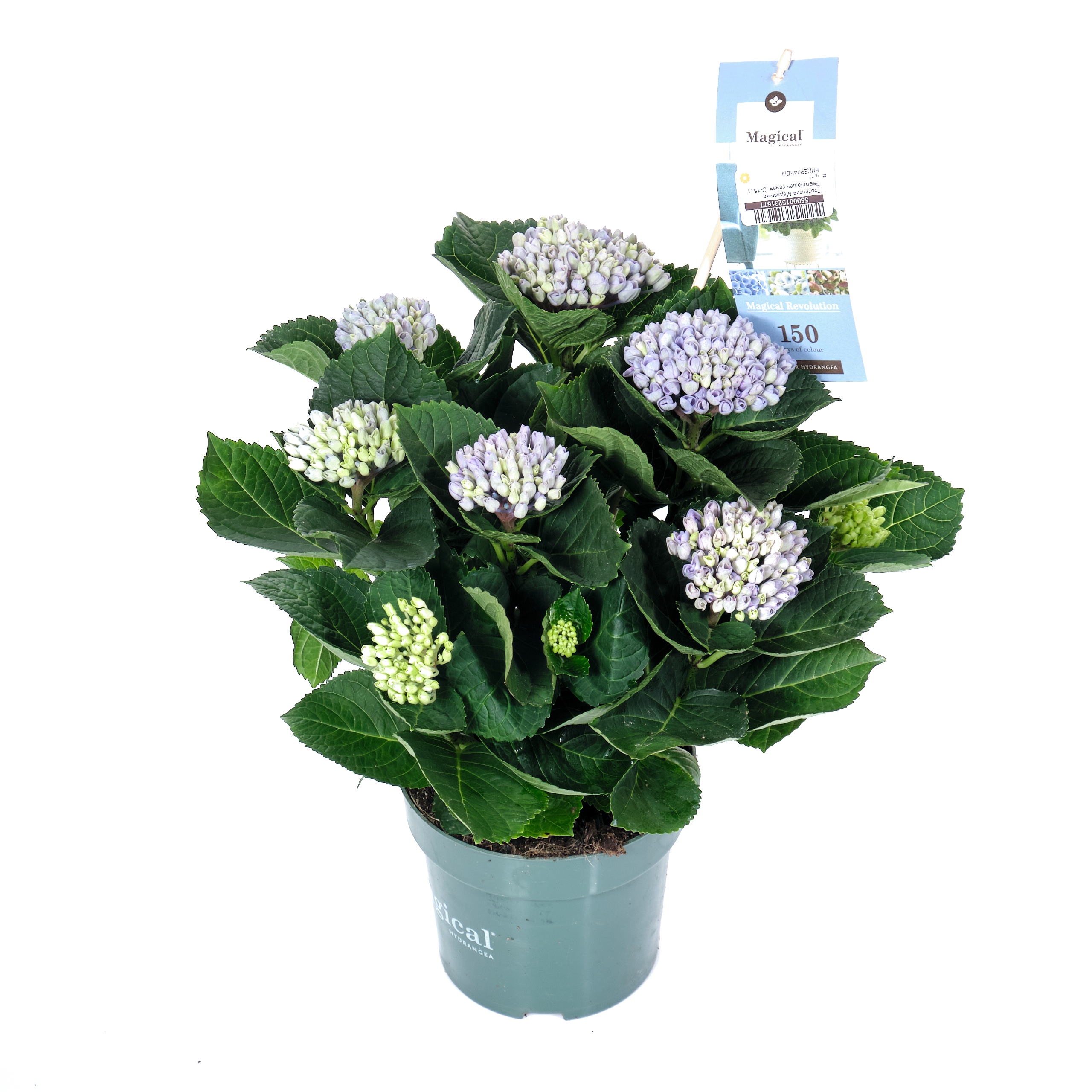 Гортензия Меджикал Революшен синяя
