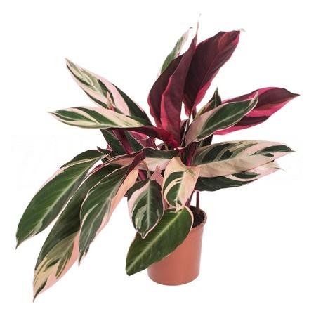 Строманта Триостар