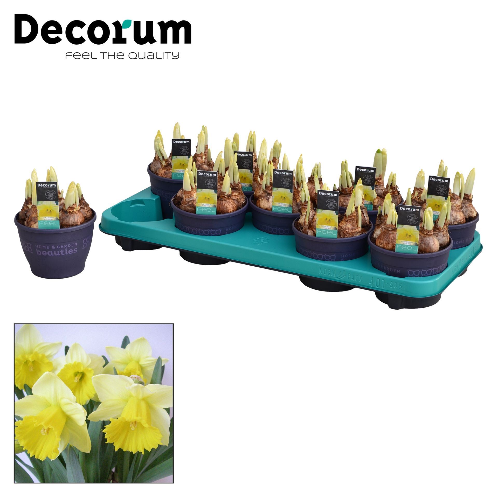 Нарцисс Кисс Ми