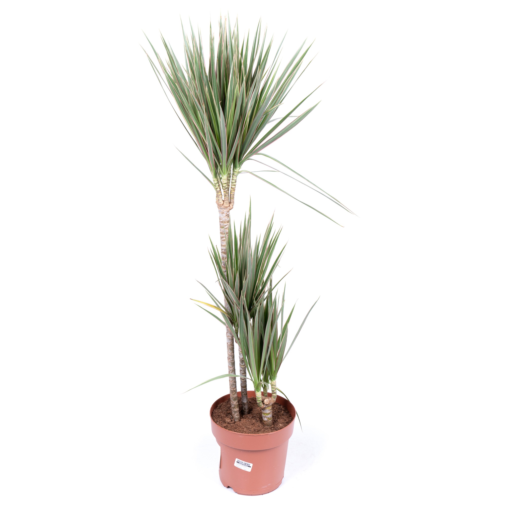 Драцена маргината Биколор 3 ст