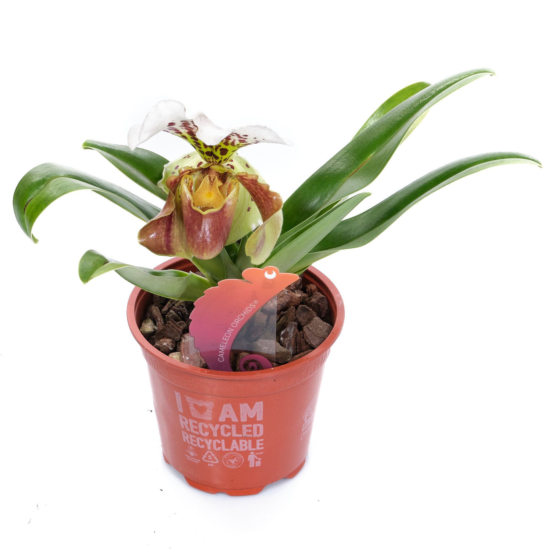 Пафиопедилюм Американский Микс 1 ст