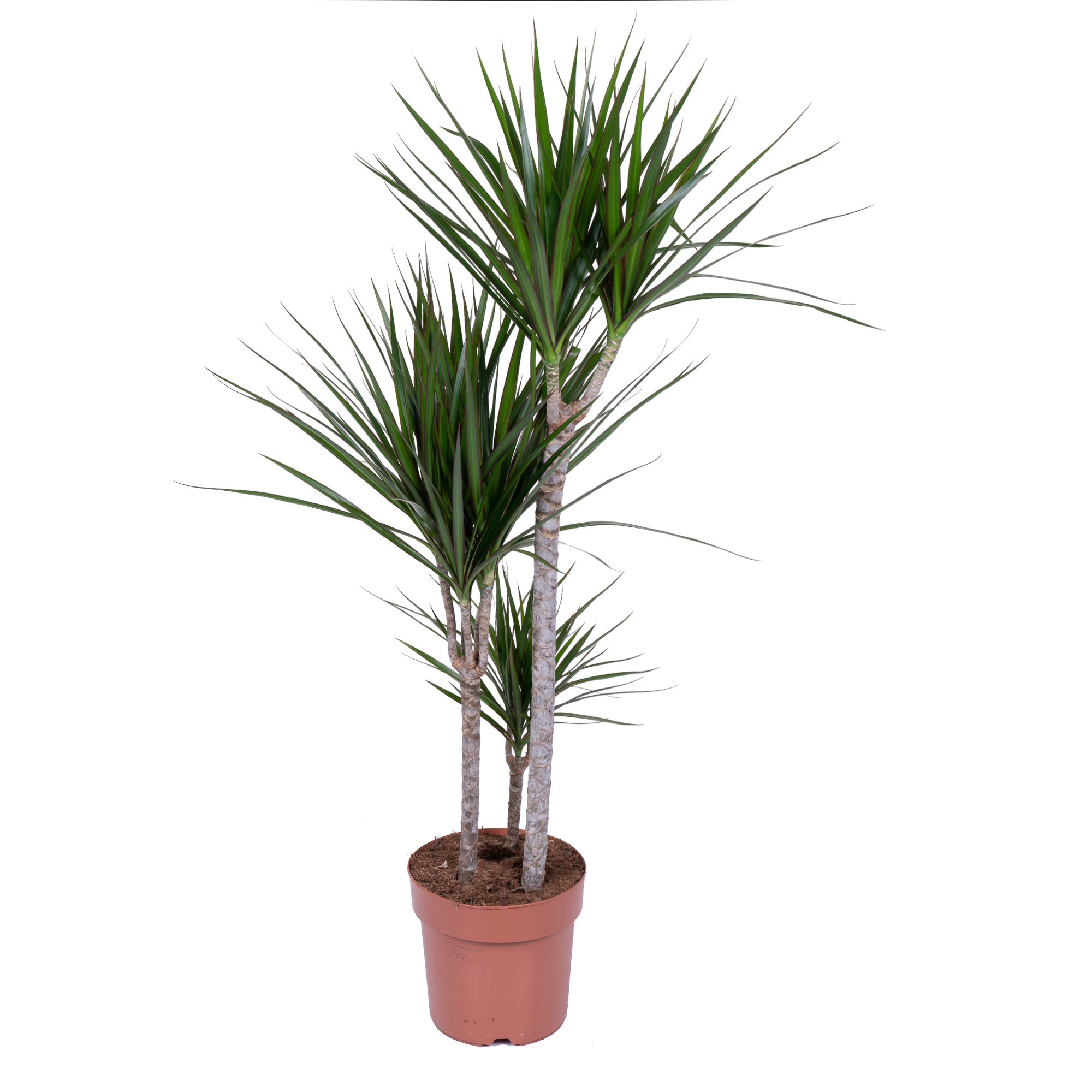 Драцена маргината 3 ст