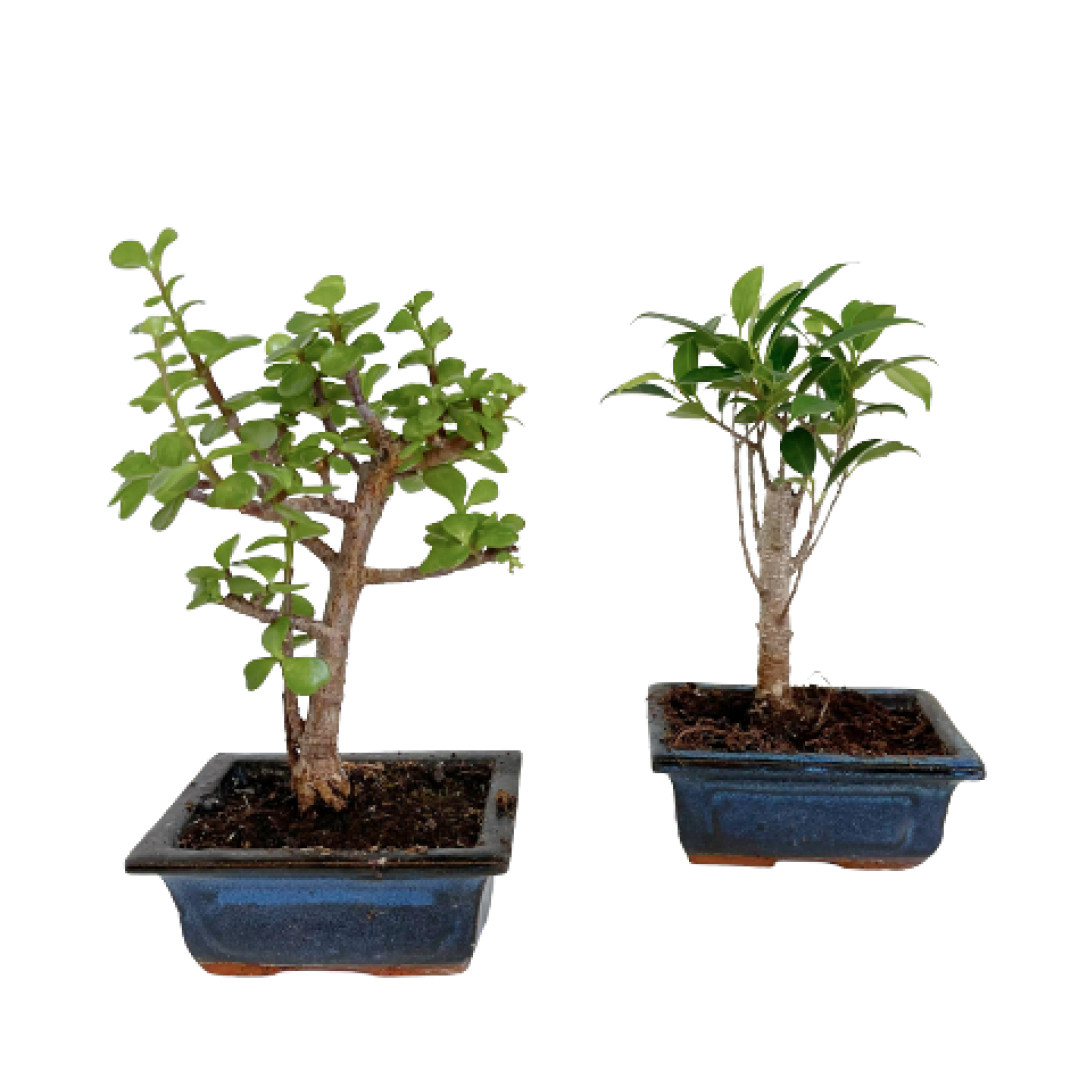 Бонсай Микс