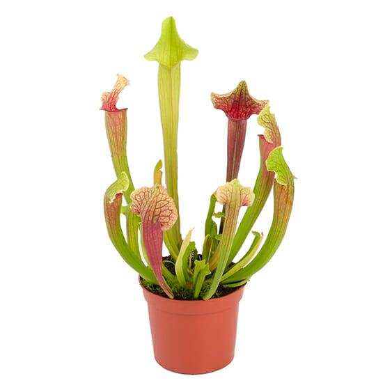 Саррацения Микс