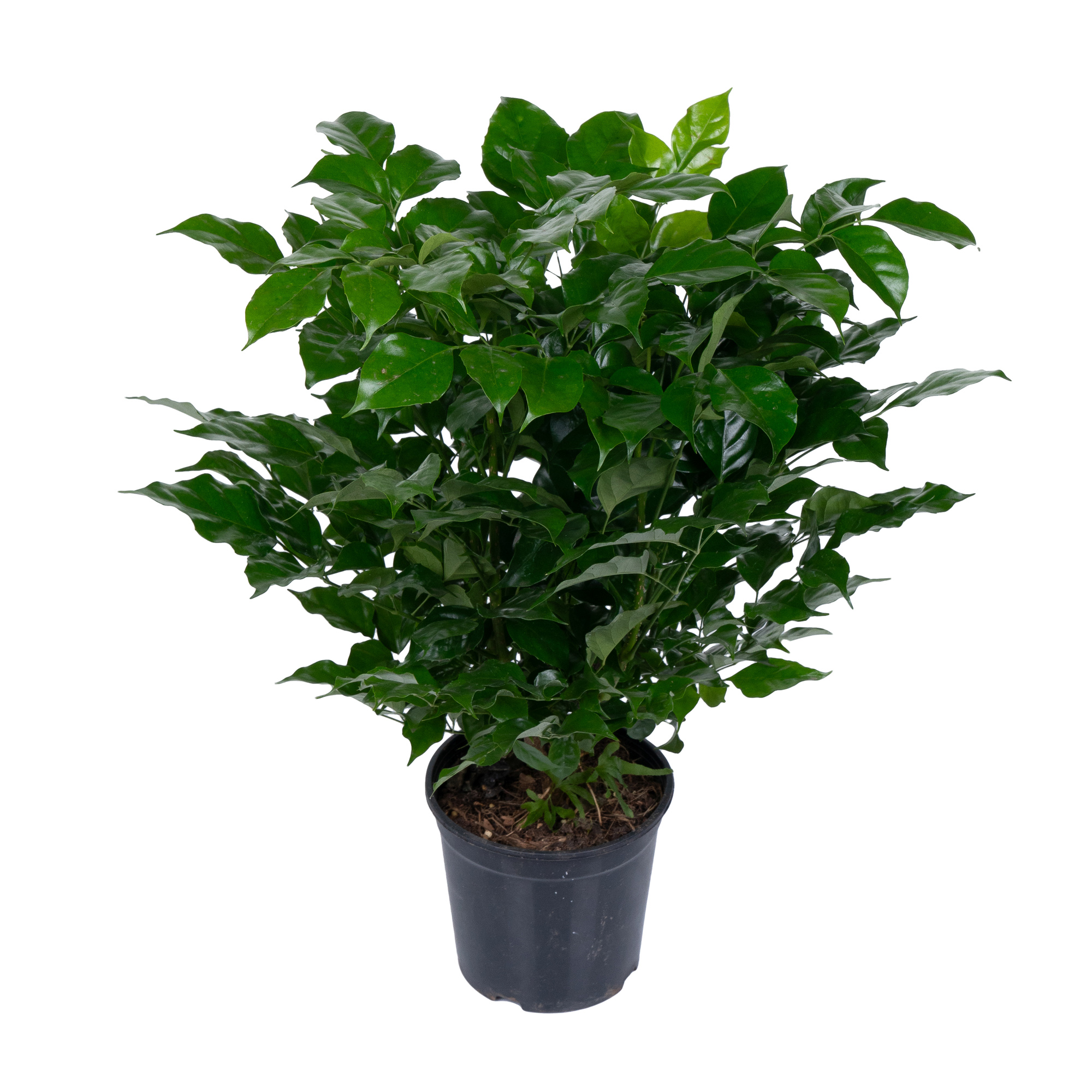 Радермахера