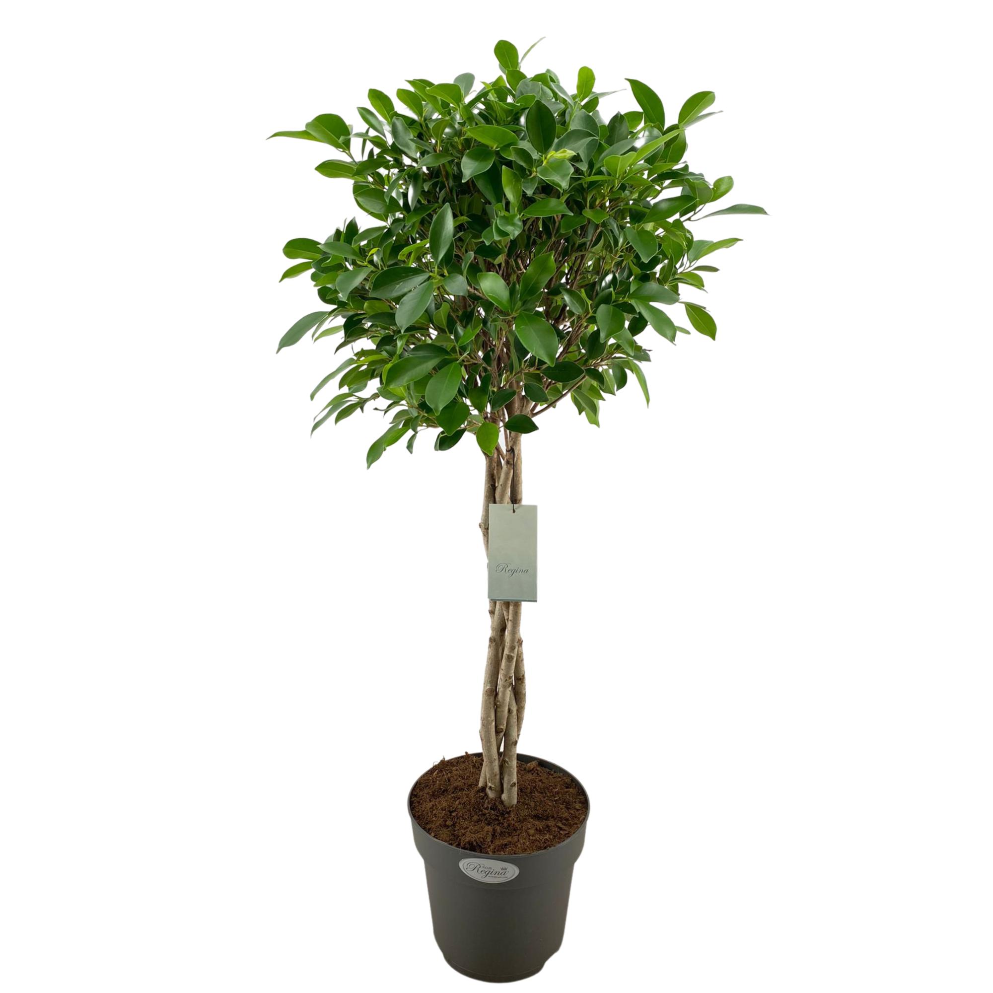 Фикус бенжамина Нитида