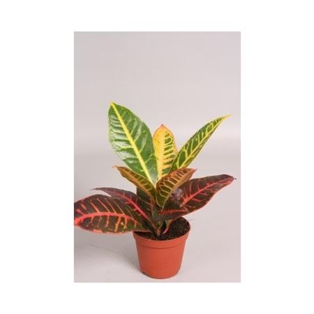 Кодиеум Петра