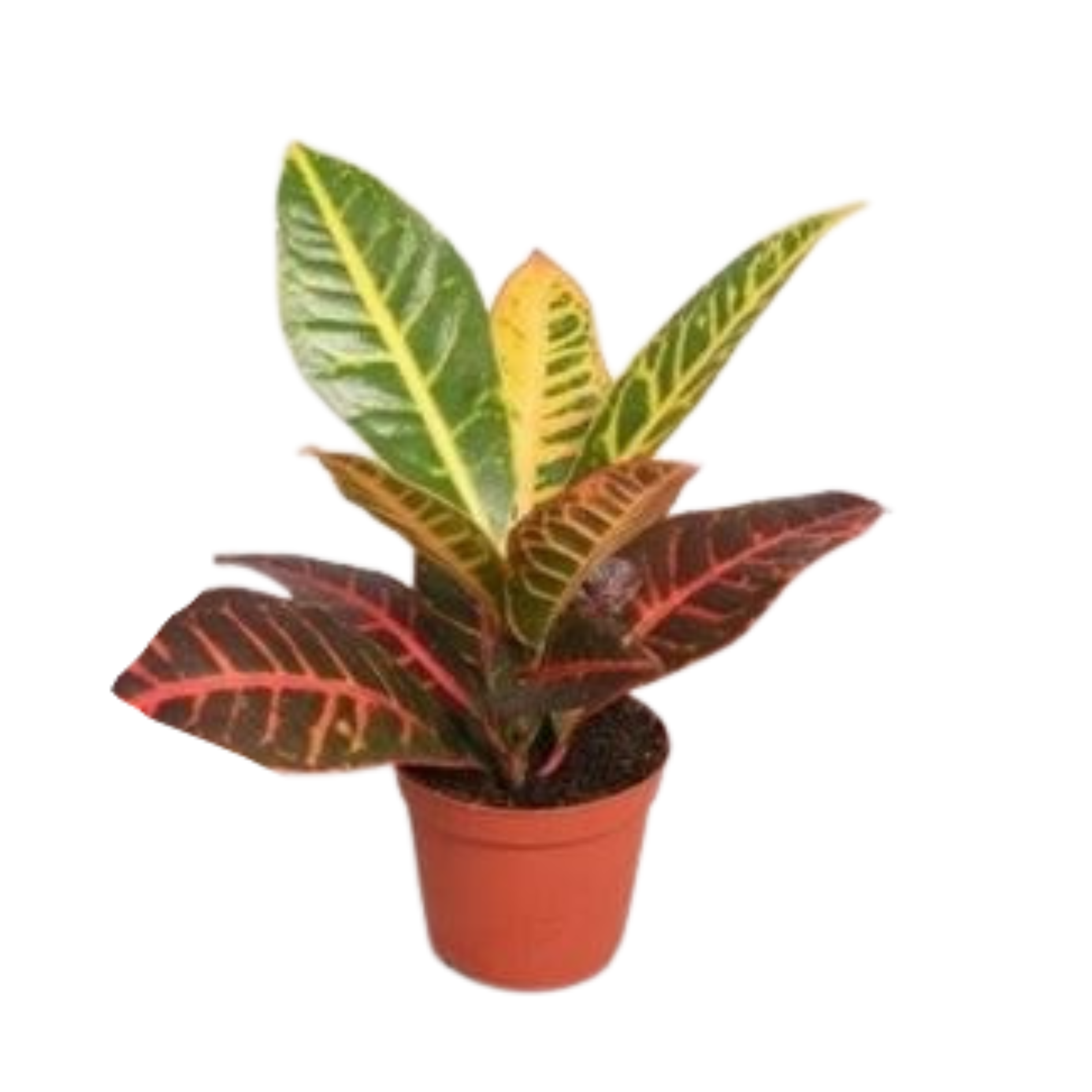 Кодиеум Петра