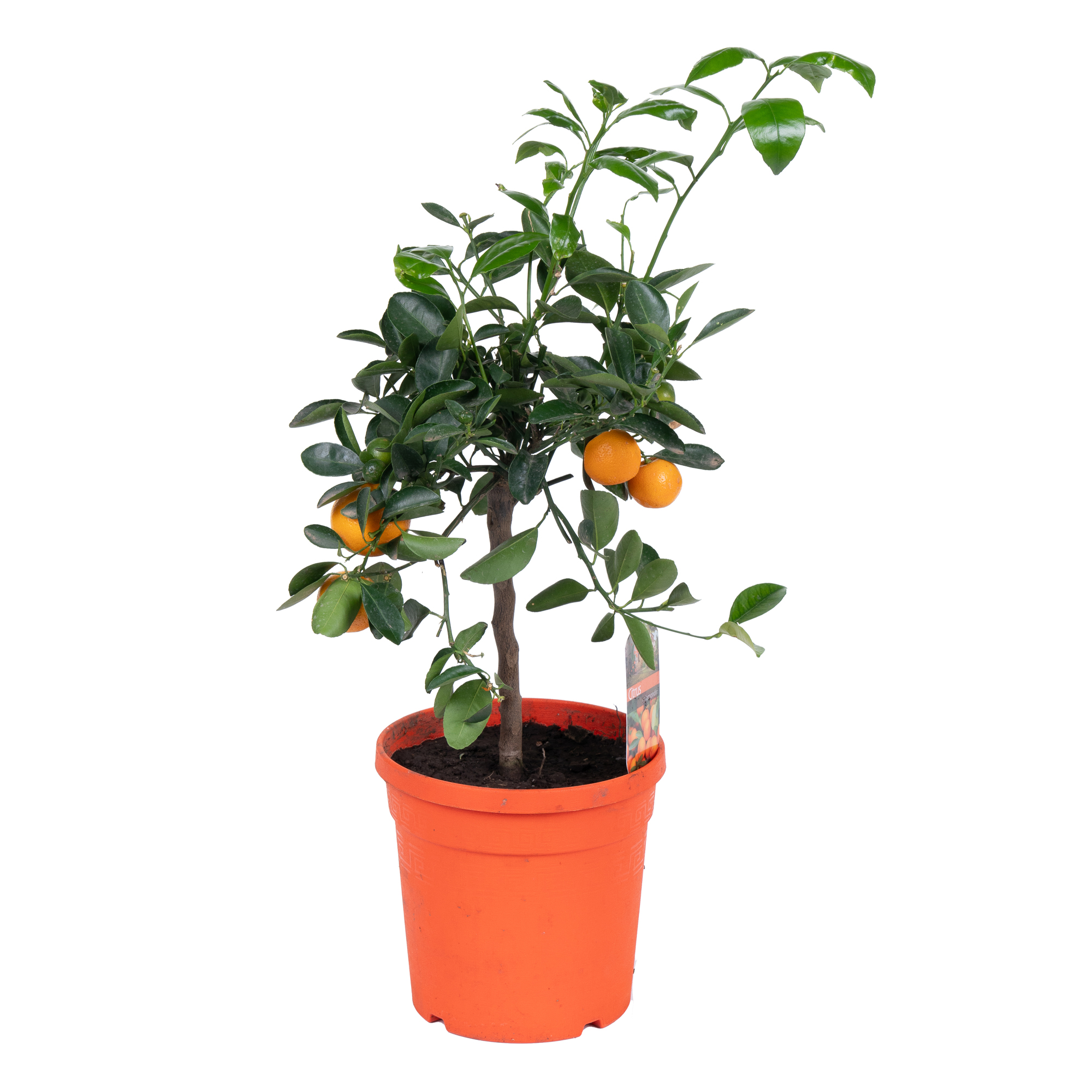 Цитрофортунелла Каламондин штамбовая