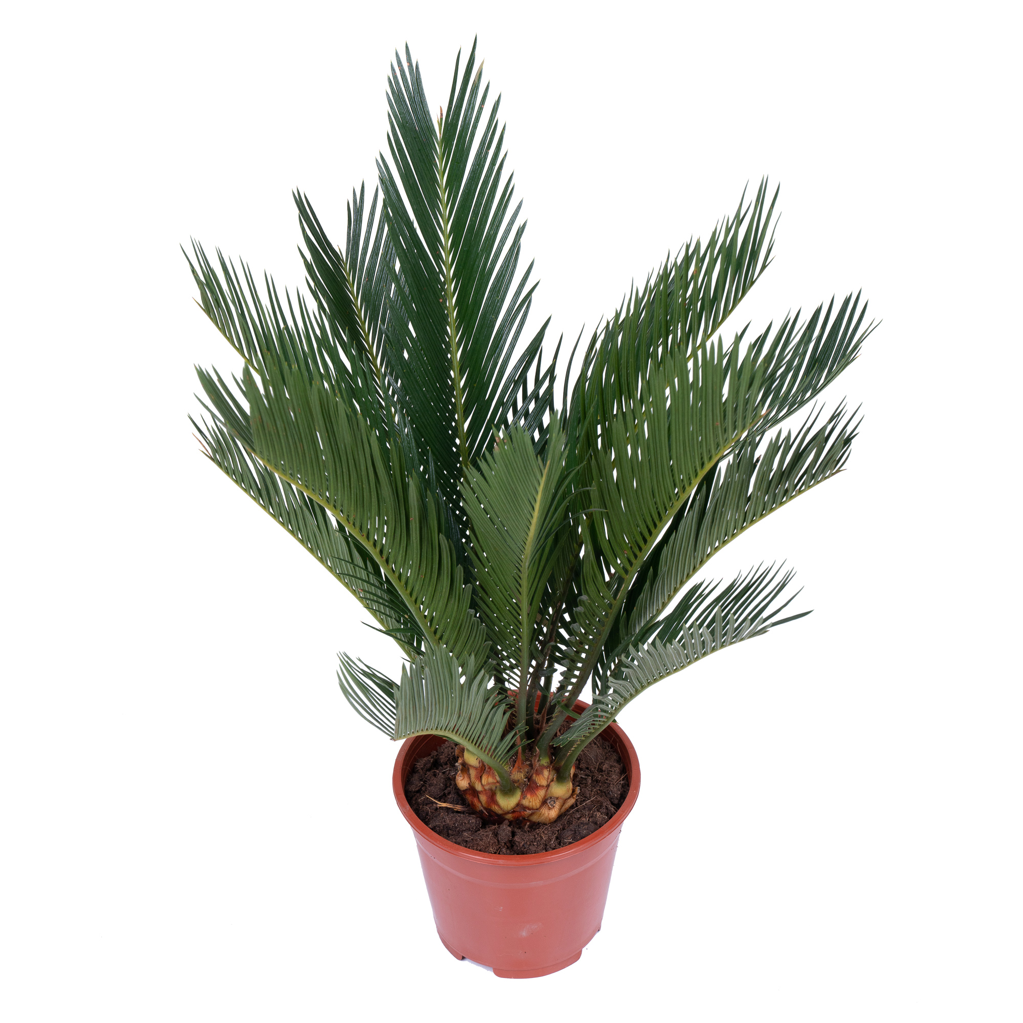 Цикас Революта