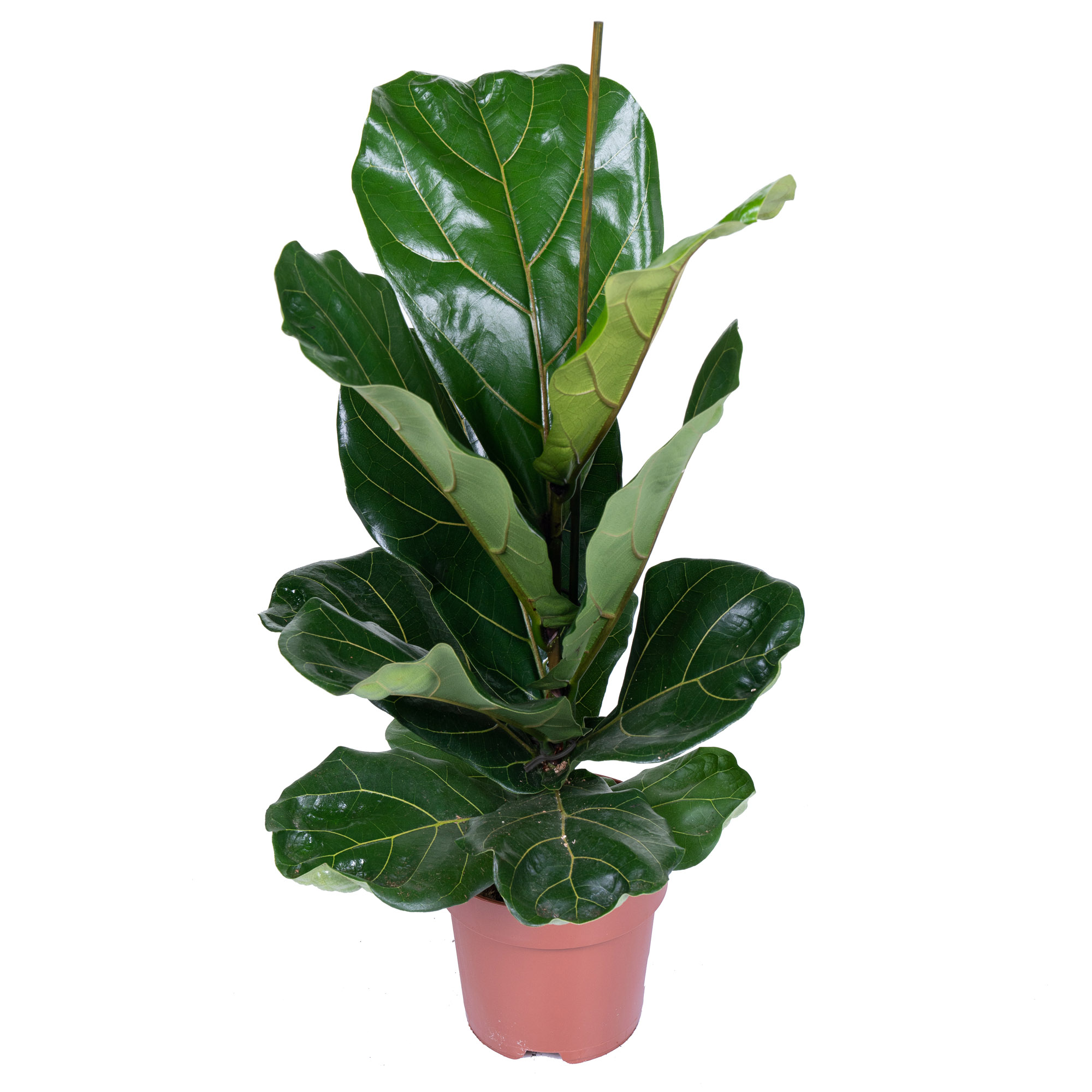 Фикус лирата