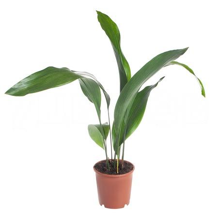 Аспидистра Элатиор