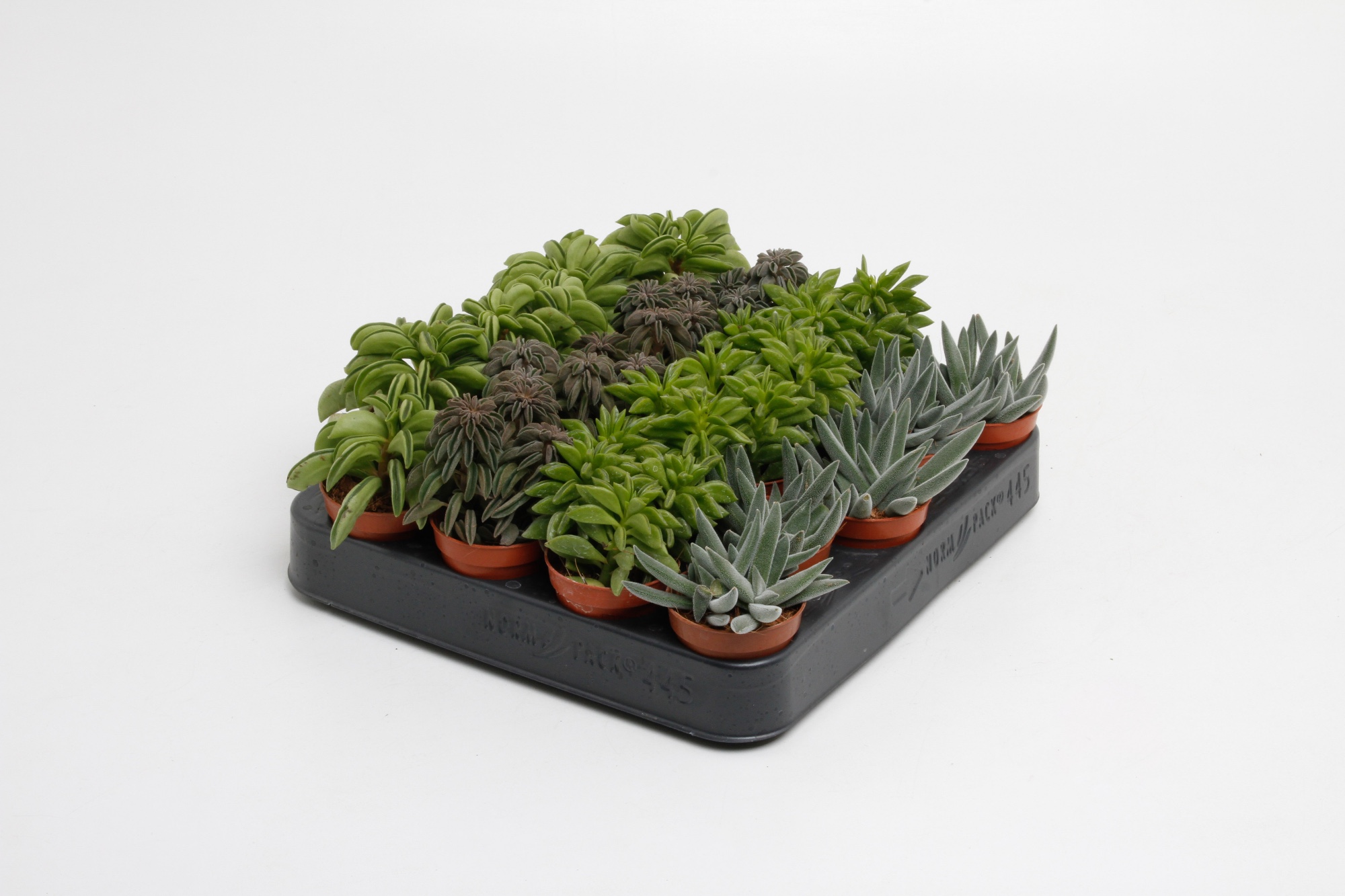 Пеперомия Микс