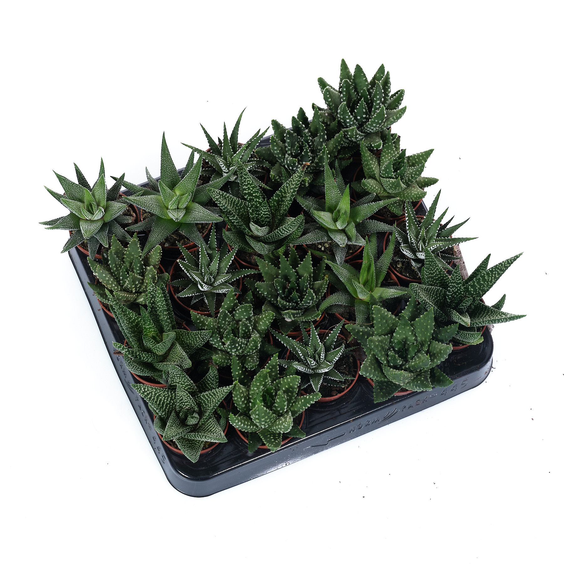 Хавортия Микс