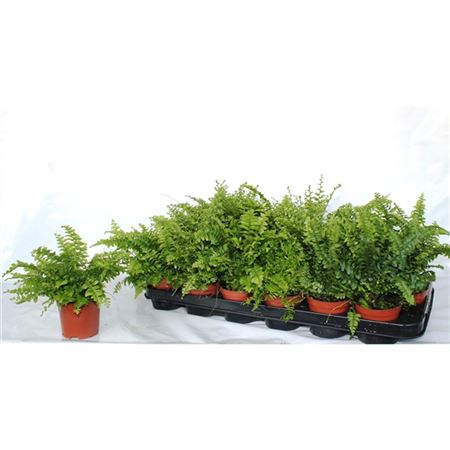 Нефролепис Микс