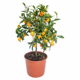 Цитрофортунелла Кумкват штамб