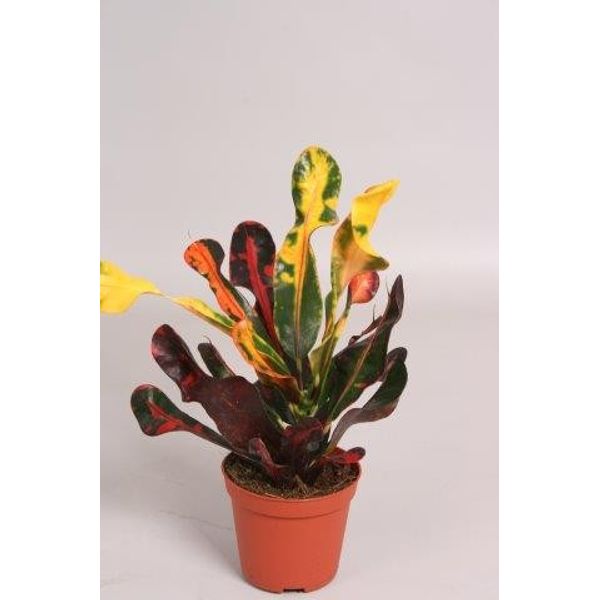 Кодиеум Мамми