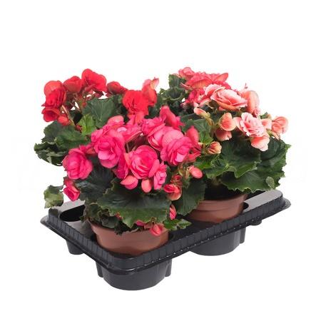 Бегония элатиор микс