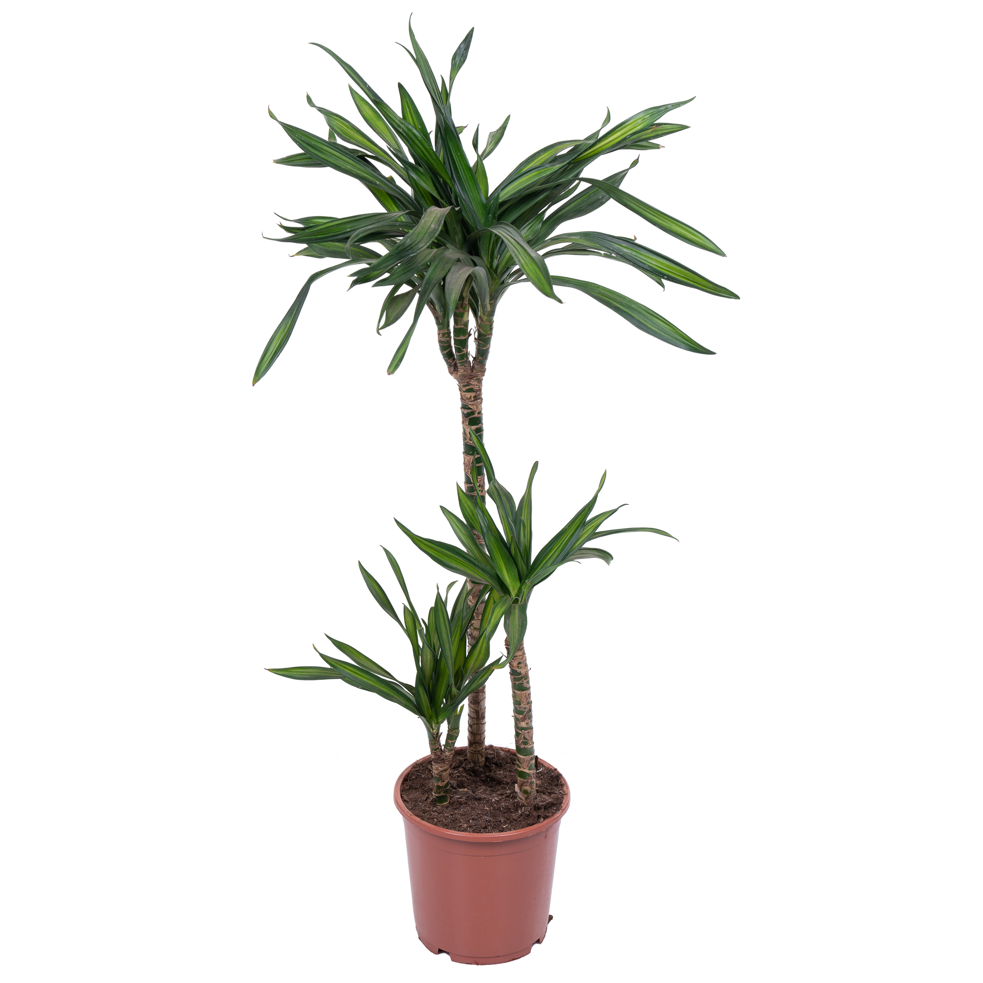 Драцена фрагранс Рики 3 ст