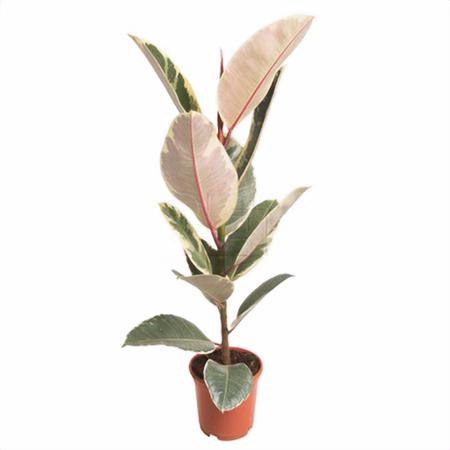 Фикус эластика Тинеке