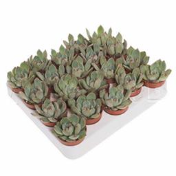 Эхеверия Чихуахуэнсис