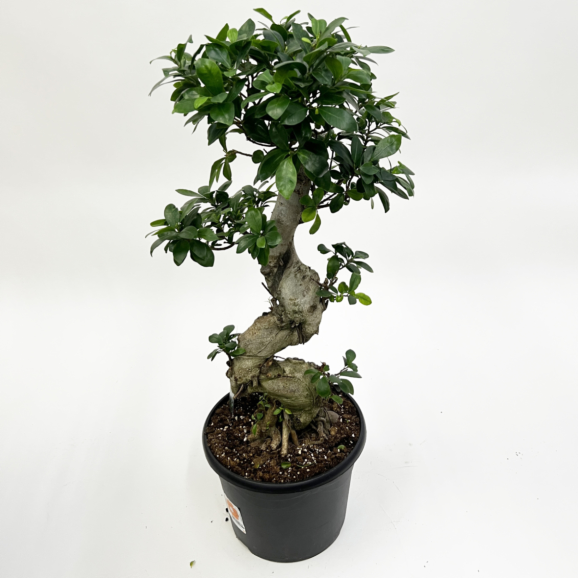 Фикус микрокарпа Гинсенг