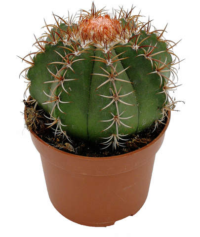 Мелокактус Матанзанус