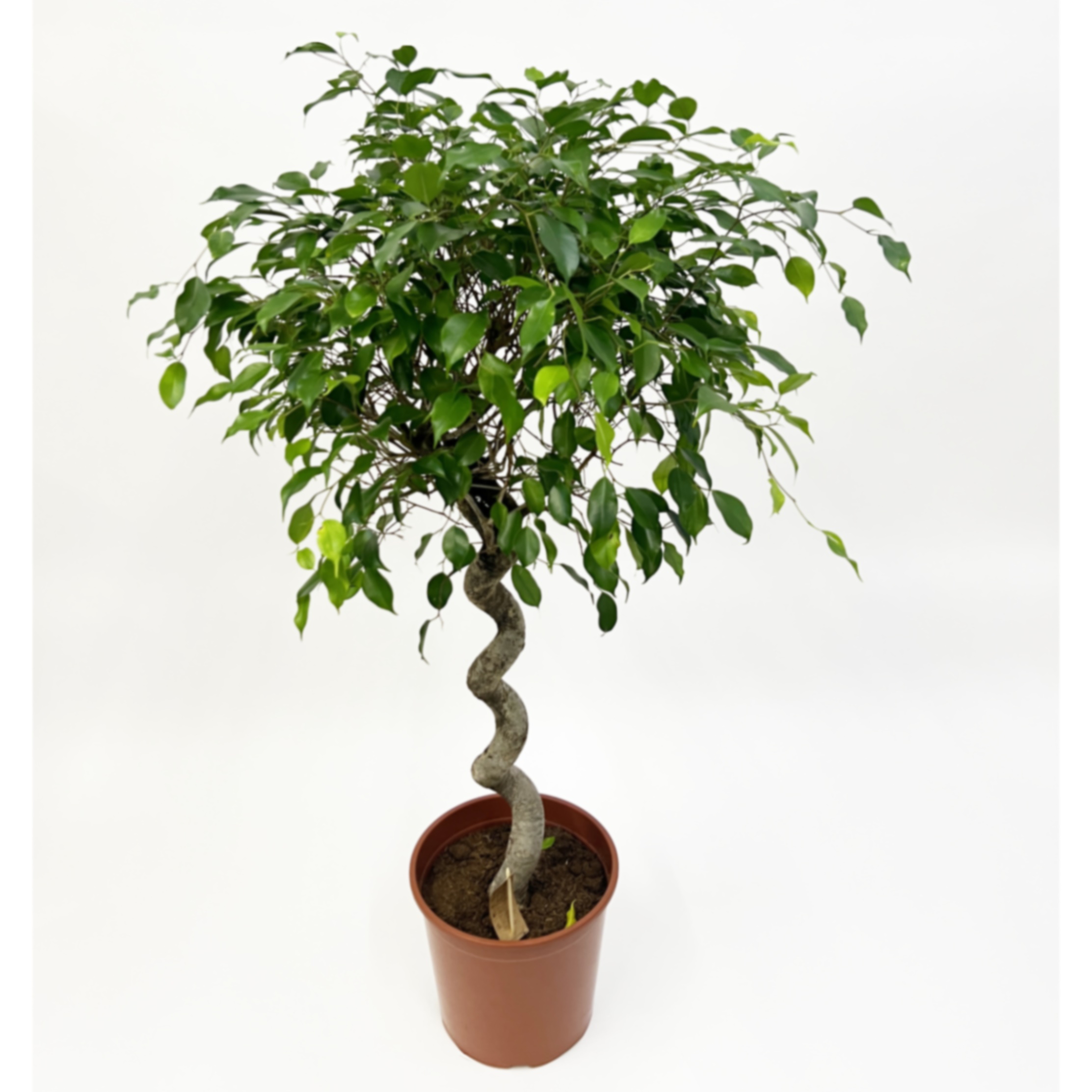 Фикус бенжамина Экзотика спираль