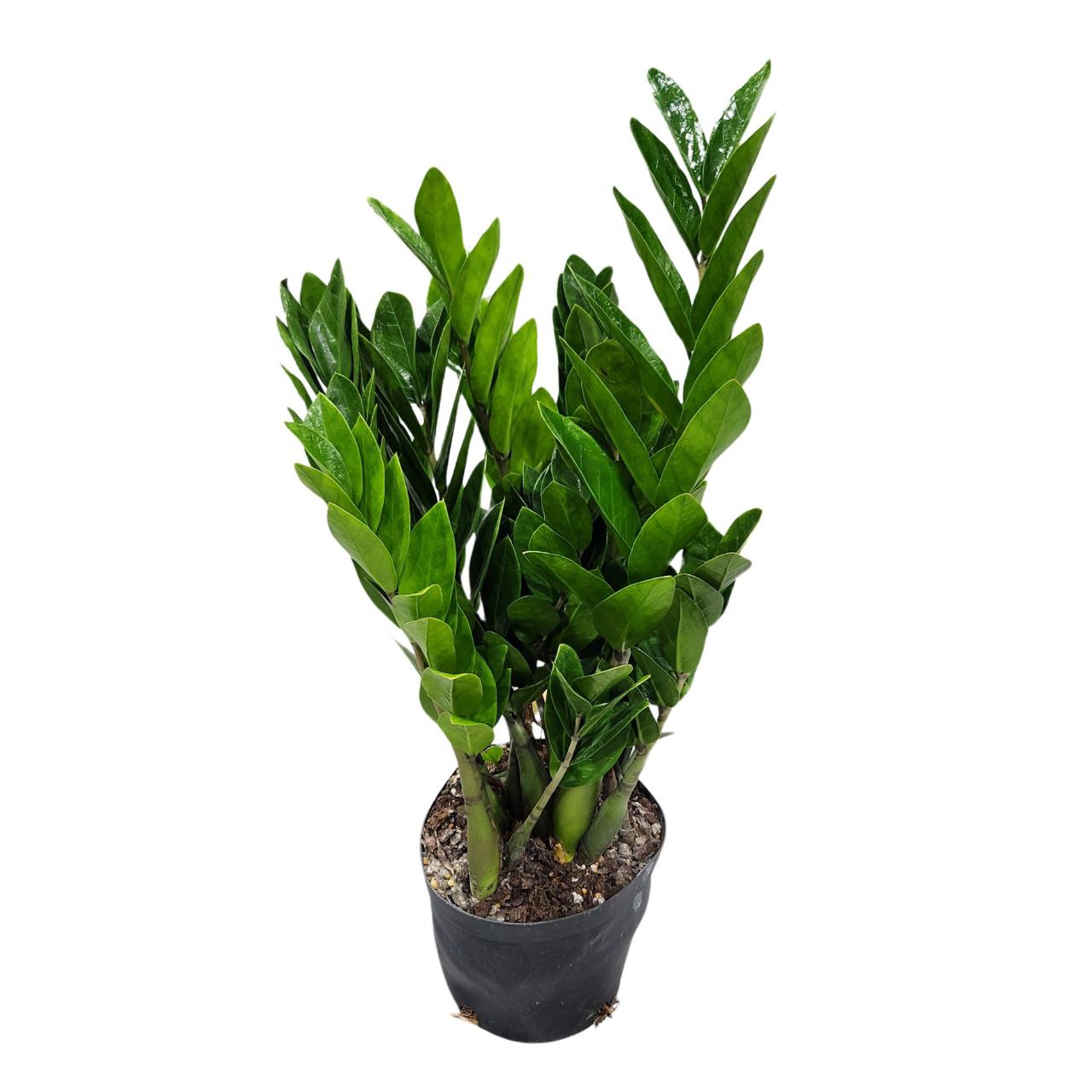 Замиокулкас