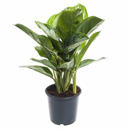 Аглаонема Сильвер Бэй