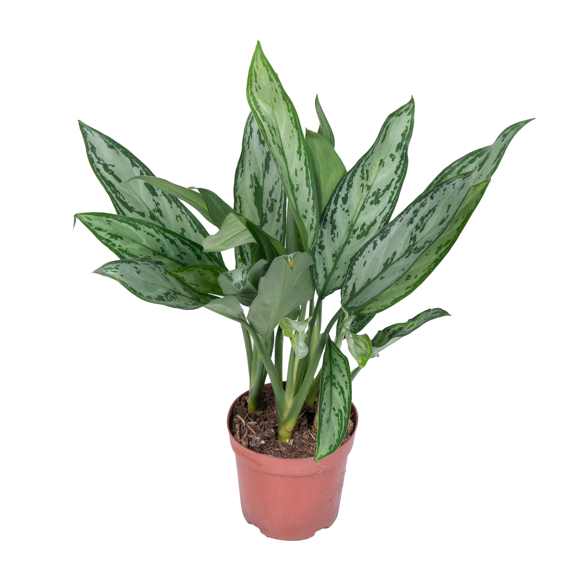 Аглаонема Сильвер Куин