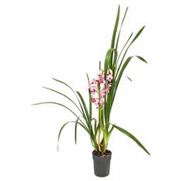 Цимбидиум Микс 1 ст