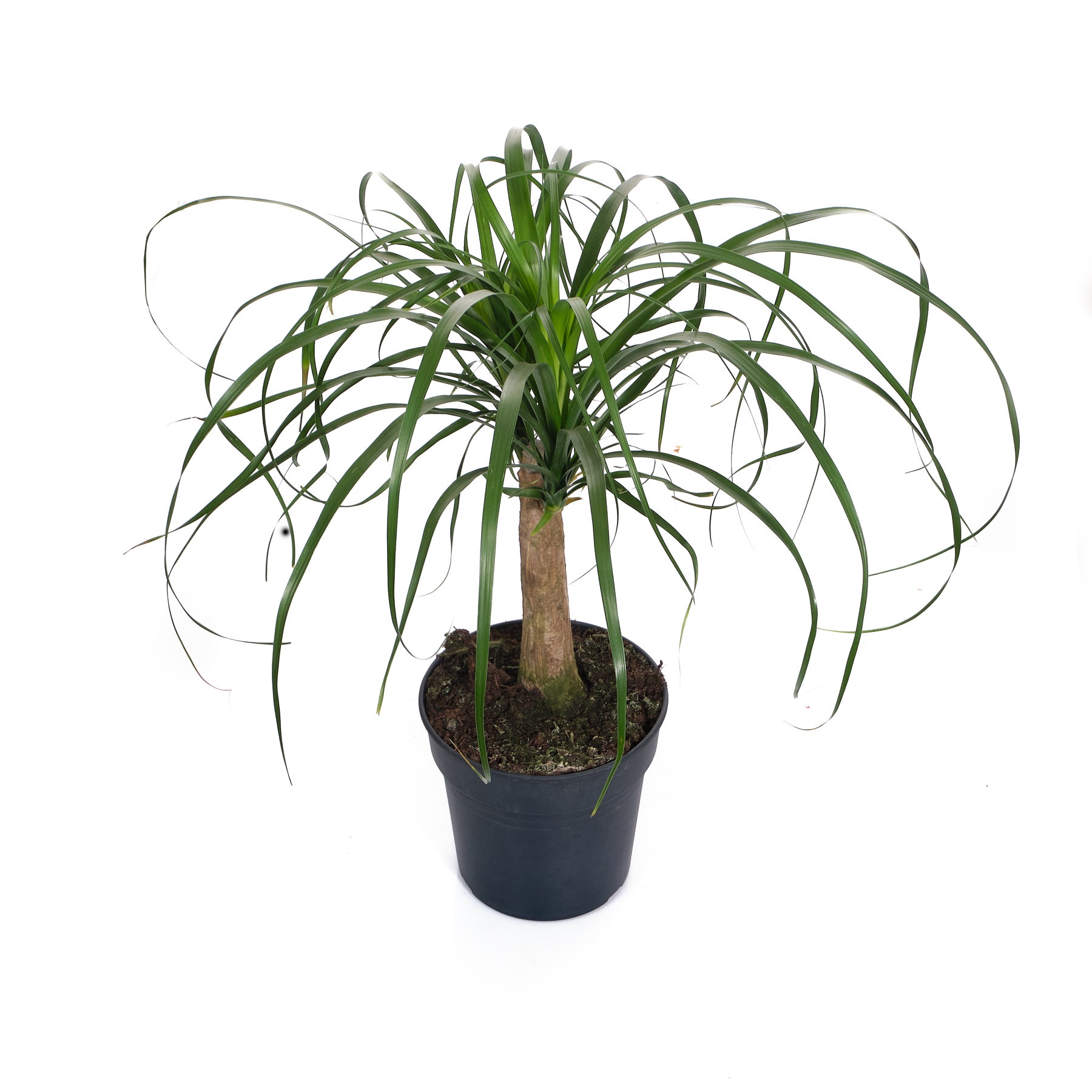 Нолина штамбовая