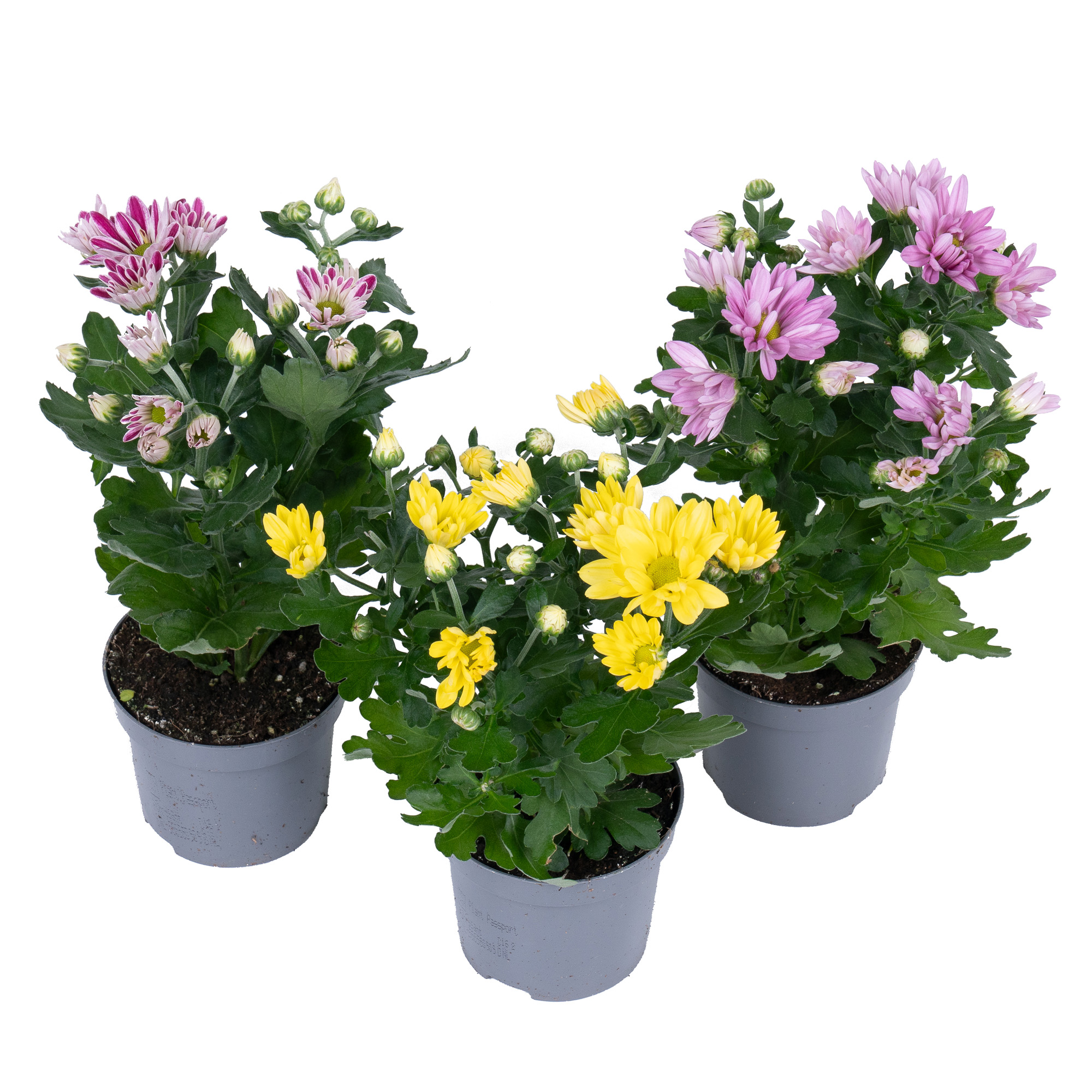 Хризантема Микс